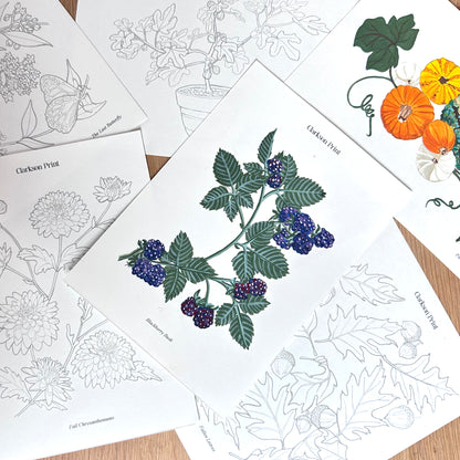 Fall Things - 6 Piece Colouring Page Set