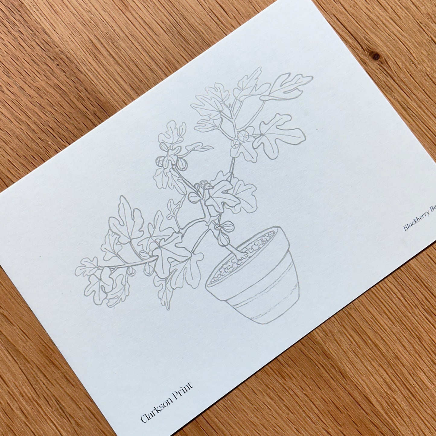 Fall Things - 6 Piece Colouring Page Set